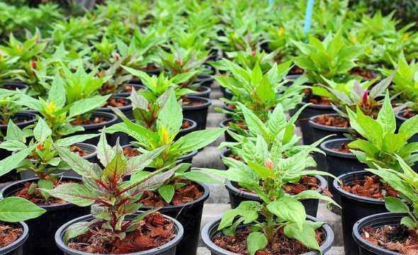 鸿运当头幼苗怎么养活 鸿运当头(花),根部长出的幼苗,怎么移植