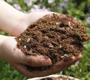 花园种植用什么土好吗 庭院中种什么树好