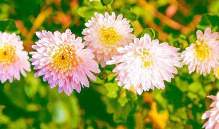 秋季适合种什么植物花草 秋季适合养什么花草