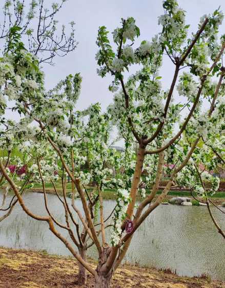 八棱海棠什么时候移栽 仿照老海棠树写作文