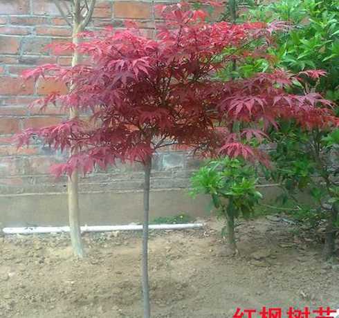 最小的红枫小苗多少钱 红枫秋火焰小苗对比日本红枫那个前景好