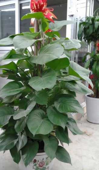 阿司匹林片是养什么花 阿司匹林适合浇什么花