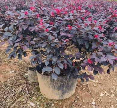 继木球一个平方多少株 一棵杨树植多少钱