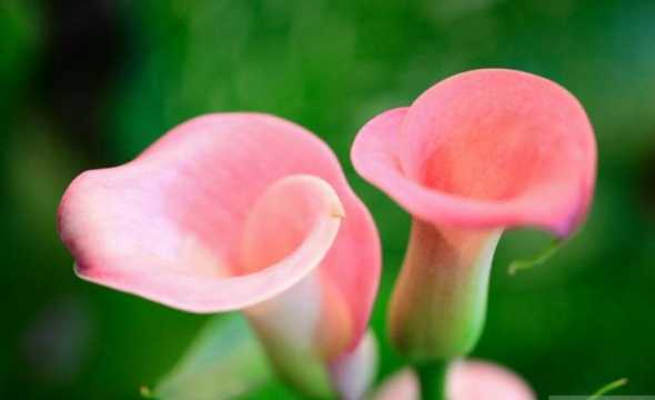 怎么样栽培彩色马蹄莲 彩色马蹄莲的栽培方法