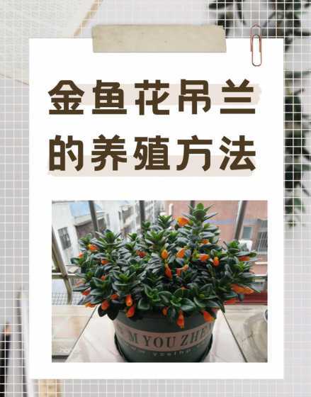 冬天金鱼吊兰怎么养护 金鱼吊兰冬天怎样过冬 金鱼吊兰冬天怎么养