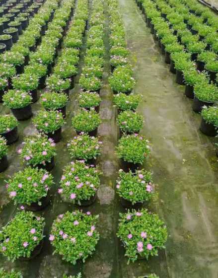 成都地区适合种植什么 成都6月份适合种什么蔬菜 成都六月适合种植哪些蔬菜