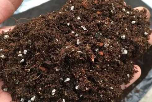 盆栽土壤潮湿怎么处理 花盆的土里老生潮虫怎么办