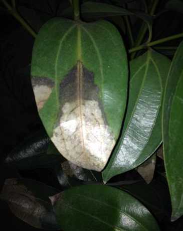 平安树叶子干了为什么 平安树叶子干枯焦灼是什么原因