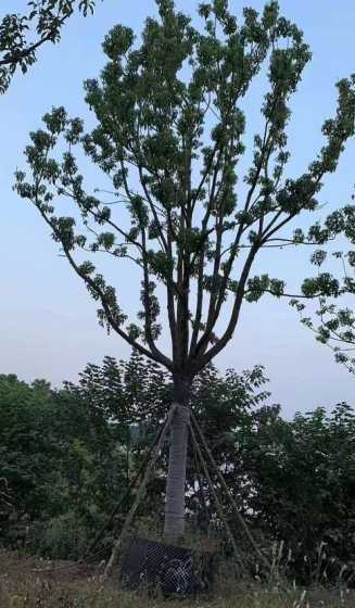 30公分香樟树多少钱 樟树上的树舌值多少钱