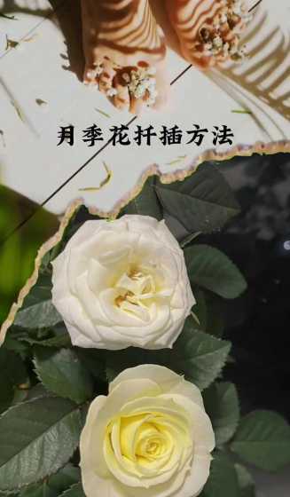 月季什么时候扦插个好 月季花扦插的最佳时间是什么时候