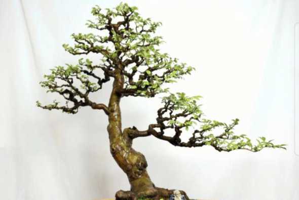 榆树盆景什么时候换土 榆树盆景换土时间和方法