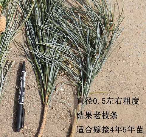 嫁接红松能接多少个塔 云杉树可不可以嫁接红松