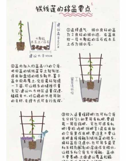 铁线莲怎么浇水浇多了 铁线莲浇水时间和正确方法,你怎么看