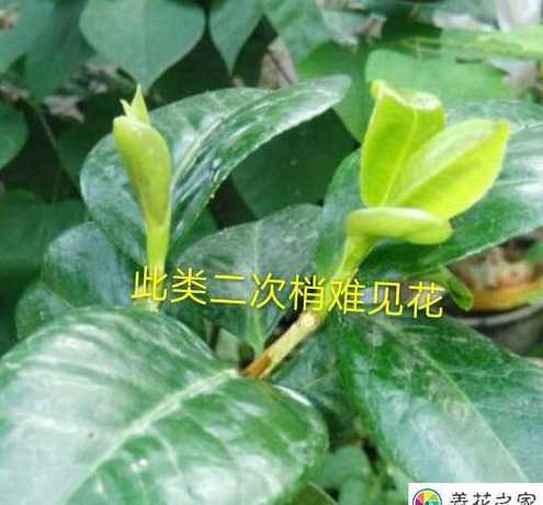 茶花春天什么时候萌芽 茶花一般在什么时候开花开花后需要施肥吗