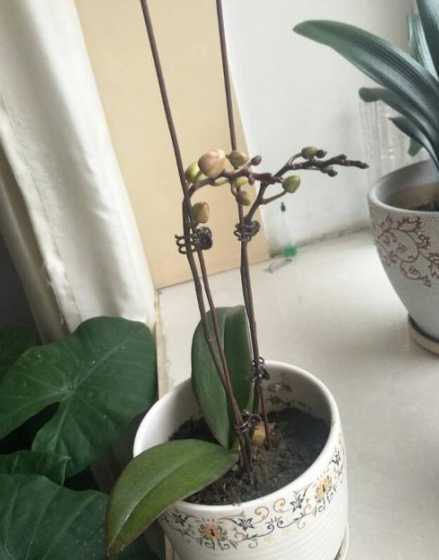 蝴蝶兰为什么不开花了 为什么我家的蝴蝶兰打骨朵,就是不开花