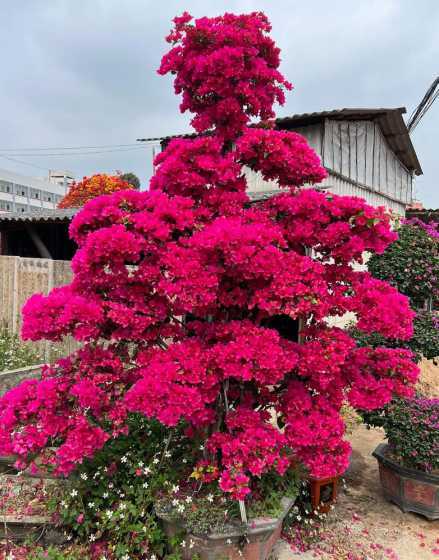 别墅庭院适合种什么花 别墅庭院适合种植什么花和树