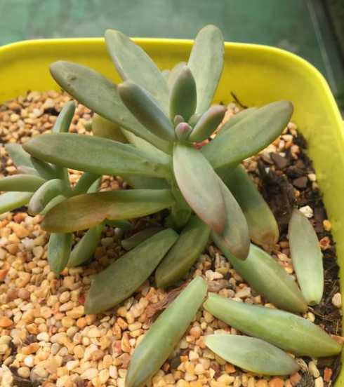 多肉叶子掉落什么原因 多肉植物掉叶子是什么原因
