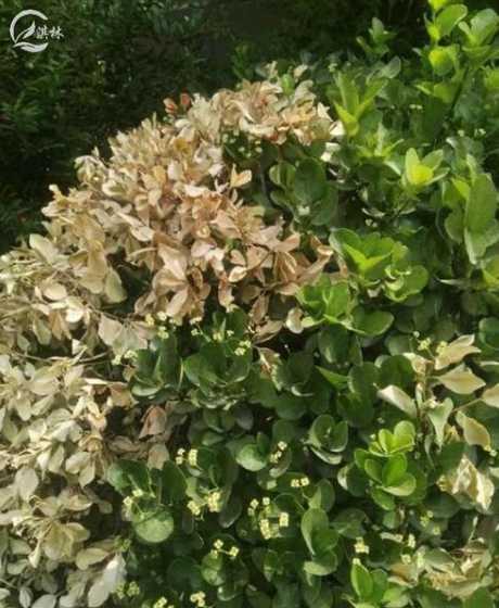 黄杨冬天干枯怎么救活 去年春天裁的黄杨小苗,冬天裂皮大片死植,什么原因