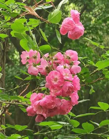 开花的时候花会怎么样 花开与开花的区别