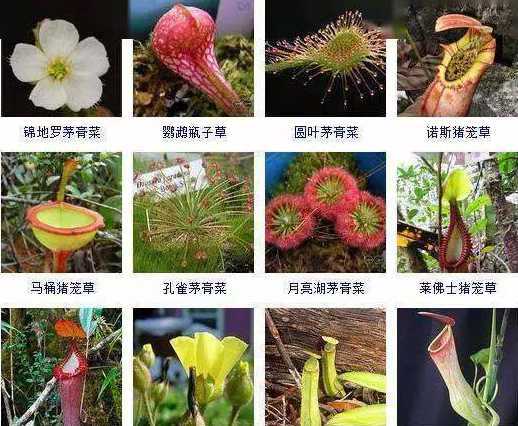 什么植物吃昆虫的名字 有哪些昆虫是吃植物的