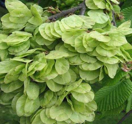 哪里榆树苗价格多少钱 谁知道小榆树苗要多久能长成大树