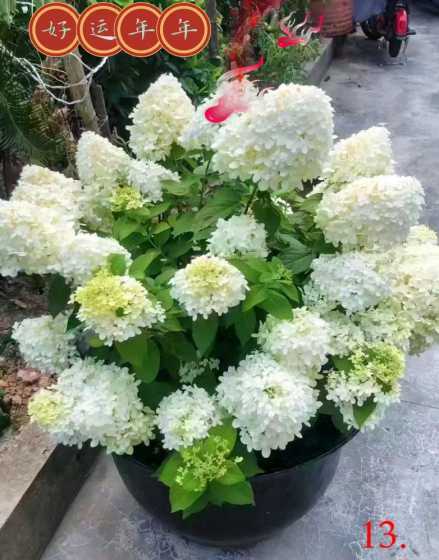 绣球现在开花什么意思 绣球多久能开花