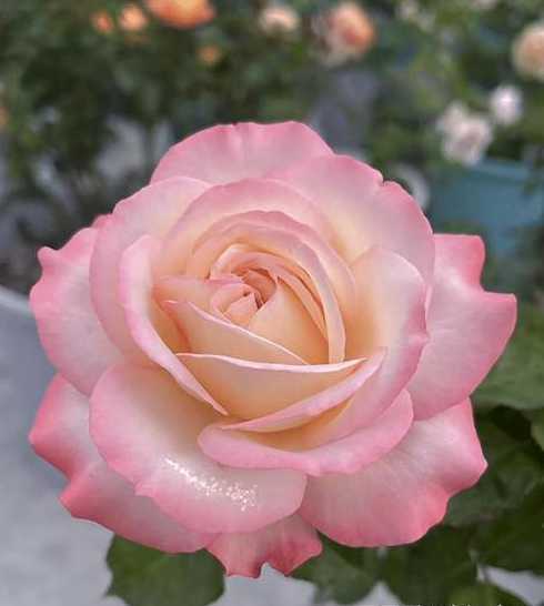 五十株月季花花多少钱 绣球花的价格一般为多少