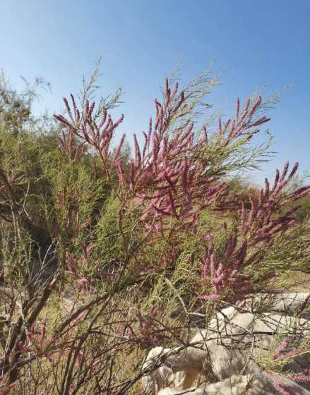 红柳是什么植物在哪里 红柳是水植物吗怎么养护呢