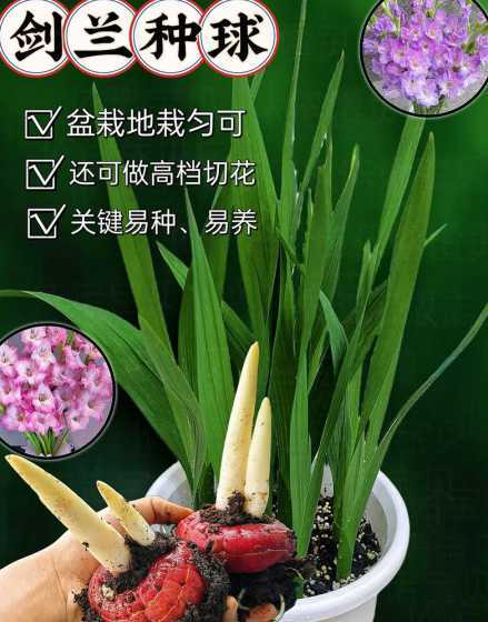 剑兰每年什么时候种植 剑兰种球种植时间