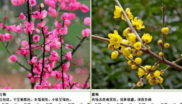 红梅属于什么类型的梅 美人梅与红梅的区别