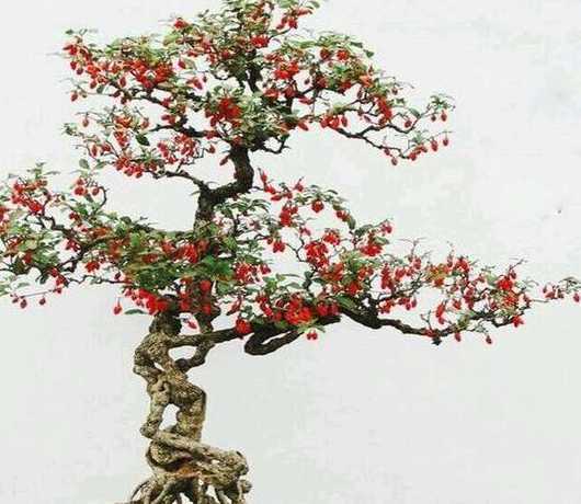 枸杞盆栽夏天怎么管理 枸杞苗盆栽养护