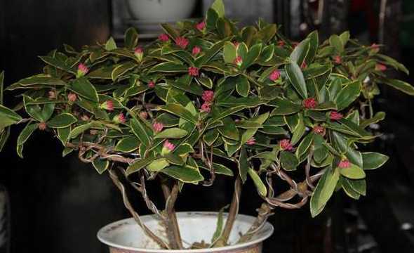蕊香花叶卷曲怎么来养 凤仙花怎么养