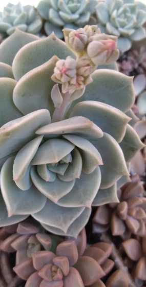 什么是白牡丹多肉植物 多肉植物白牡丹怎么养