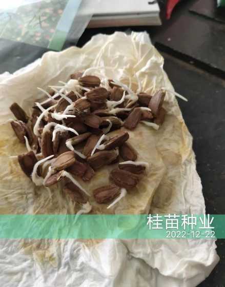 红玉兰嫁接什么做砧木 白玉兰种子种植方法