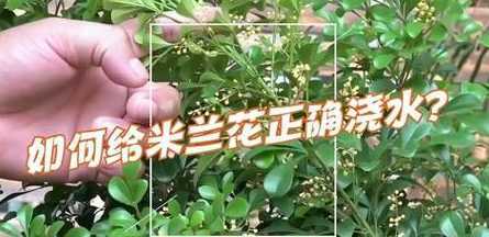 米兰秋天开花怎么浇水 米兰花的浇水原则是什么几天浇一次