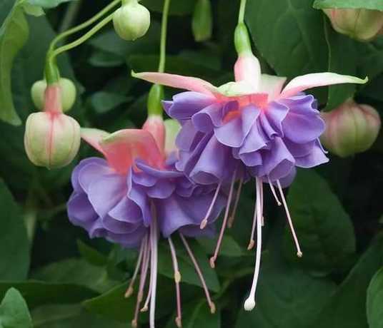 倒挂金钟花苞什么颜色 倒挂金钟黄叶掉花苞是怎么了 要如何处理