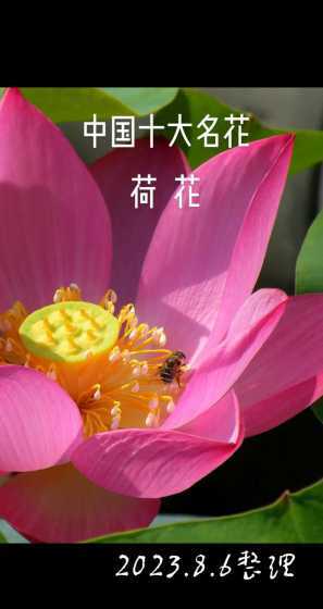 荷花的外形有什么特征 荷花的特点和外形、颜色