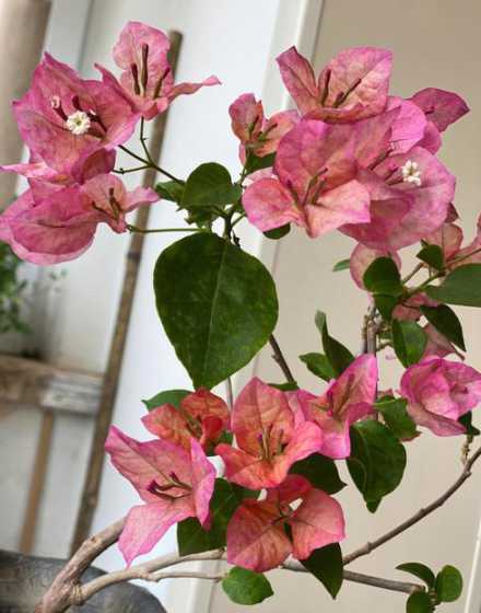 三角梅的花为什么爱掉 三角梅的花一碰就掉是咋了