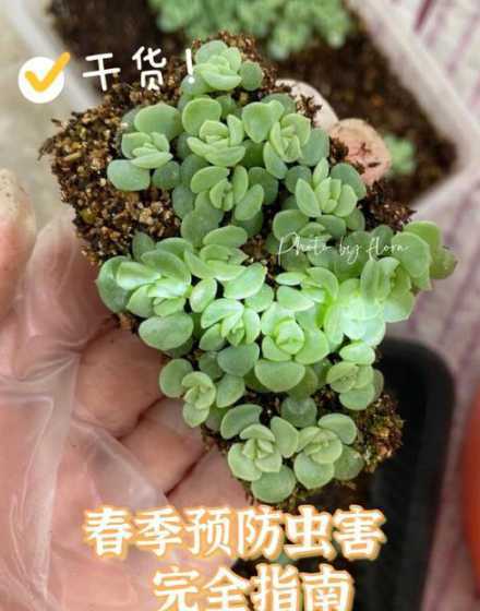多肉平时怎么防护虫害 多肉植物怎样防虫害