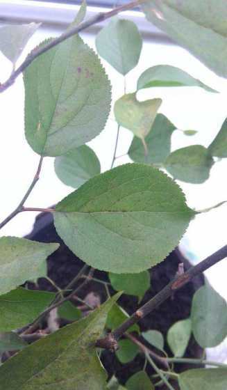 为什么腊梅花上有黑点 看图梅花写作文