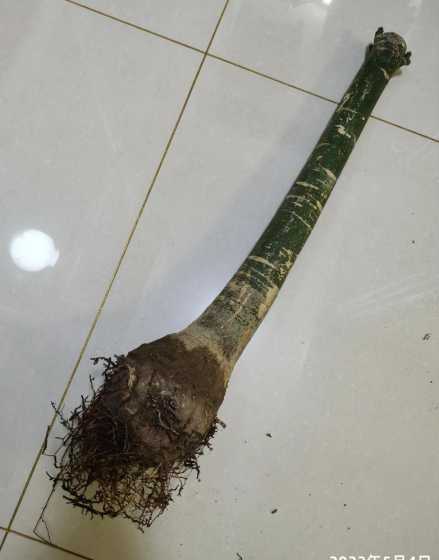 大发财树烂根怎么补救 大发财树烂根怎么补救 怎么补救大发财树烂根