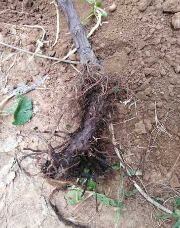 植物根发黑是什么原因 植物根部变黑为什么,怎么办