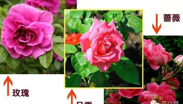 野蔷薇和蔷薇怎么分别 蔷薇与野蔷薇的区分