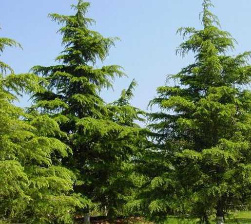 北方城市可以种哪些树 北方庭院适合种什么树