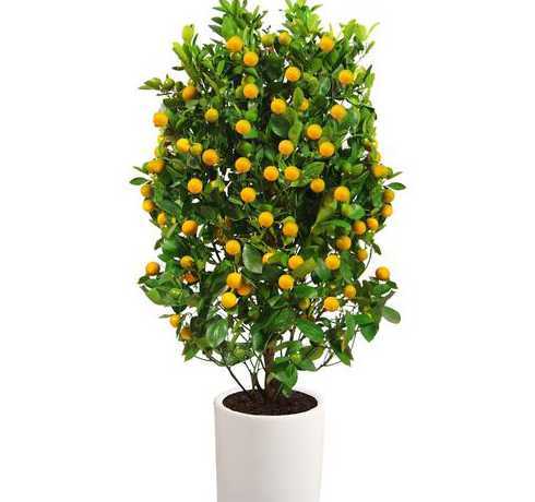 什么果树可以放室内养 家里可以种植哪些果树 果树能在室内种植吗