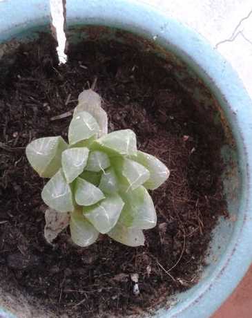 玉露叶子烂掉怎么补救 多肉植物玉露的叶子总是开裂怎么办