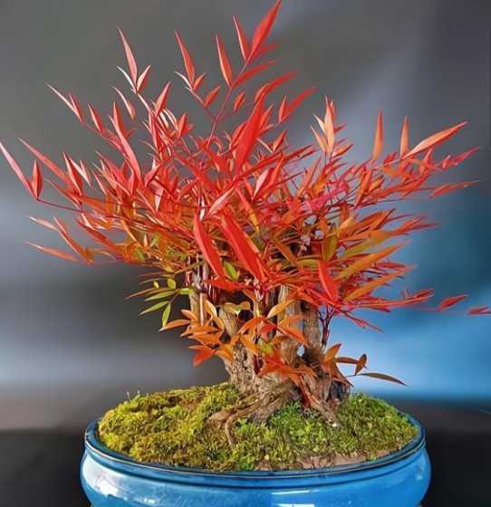 红色的竹子盆栽叫什么 盆栽竹子种类及图片