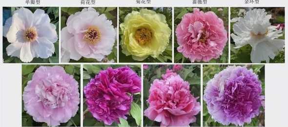怎么辨别牡丹开什么花 牡丹花怎么开花