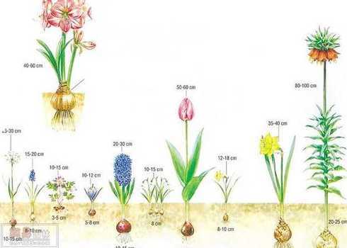 南北方栽植深度是多少 一亩地能种多少棵枣树