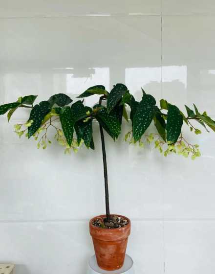 竹节秋海棠寓意是什么 竹结海棠的花语和遇意是什么